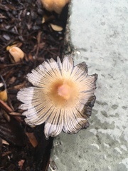 Coprinellus