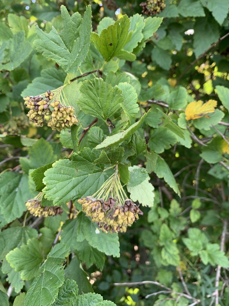 common ninebark from WIS-83 S, North Prairie, WI, US on September 30 ...