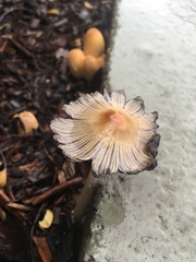 Coprinellus