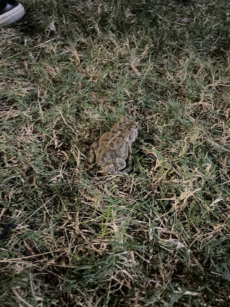 Southern Toad from University Of North Carolina, Wilmington, NC, US on ...