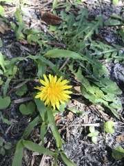 Taraxacum officinale image