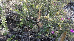 Adromischus sphenophyllus