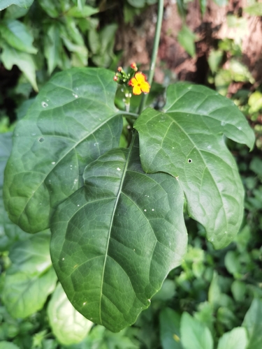 Psiguria warscewiczii, photograph 2