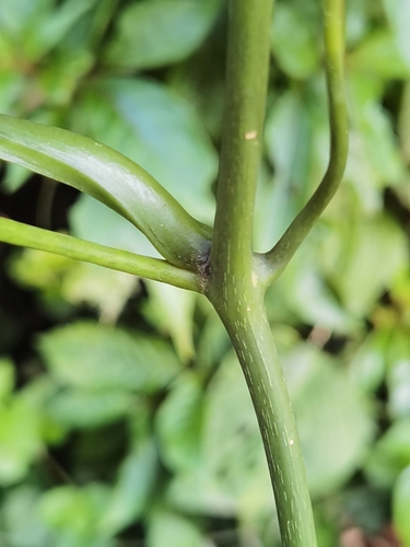 Psiguria warscewiczii, photograph 3