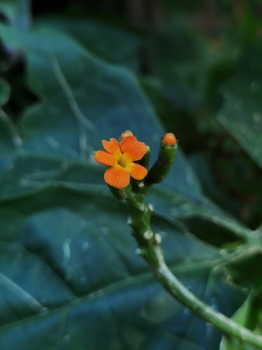 Psiguria warscewiczii, photograph 4