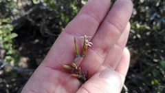 Adromischus sphenophyllus
