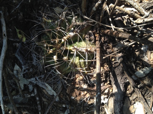 Gymnocalycium mendozaense