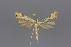 Platyptilia carduidactylus