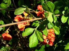 Paullinia fuscescens