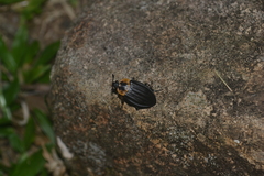 Oxelytrum discicolle