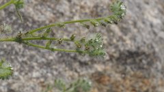 Cryptantha barbigera barbigera