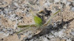 Cryptantha barbigera barbigera