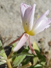 Oenothera deltoides