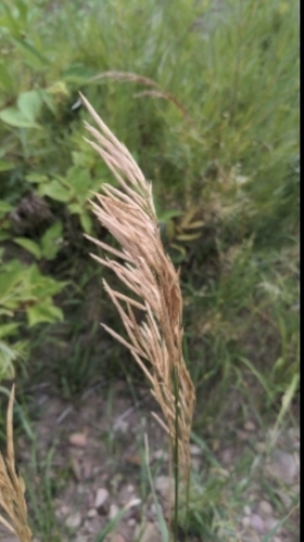 Bromus inermis observed 2023-09-12