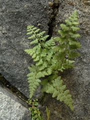Cystopteris tasmanica