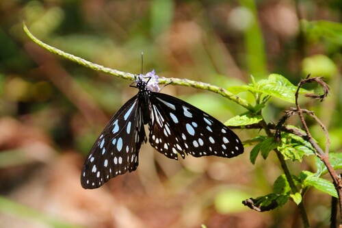 Blue Monarch