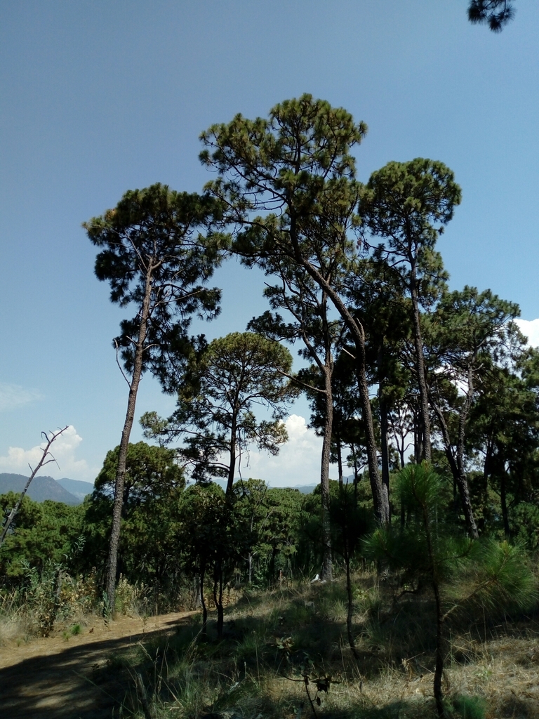 Pringle's pine