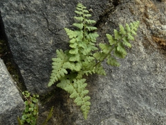 Cystopteris tasmanica