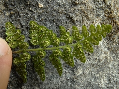 Cystopteris tasmanica