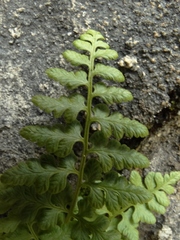 Cystopteris tasmanica