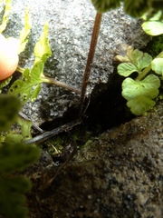 Cystopteris tasmanica