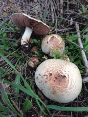 Agaricus kerriganii