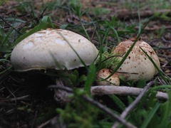 Agaricus kerriganii