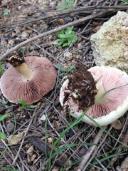 Agaricus kerriganii