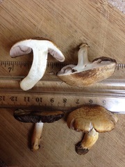 Agaricus kerriganii