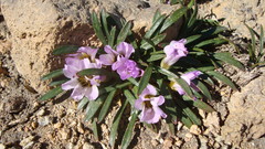 Calandrinia colchaguensis