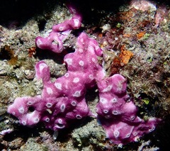 Didemnum membranaceum