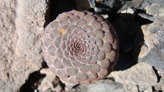 Neoandinium