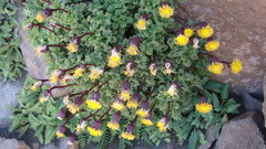 Senecio subdiscoideus