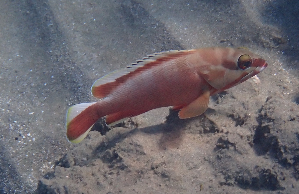 Blacktip grouper
