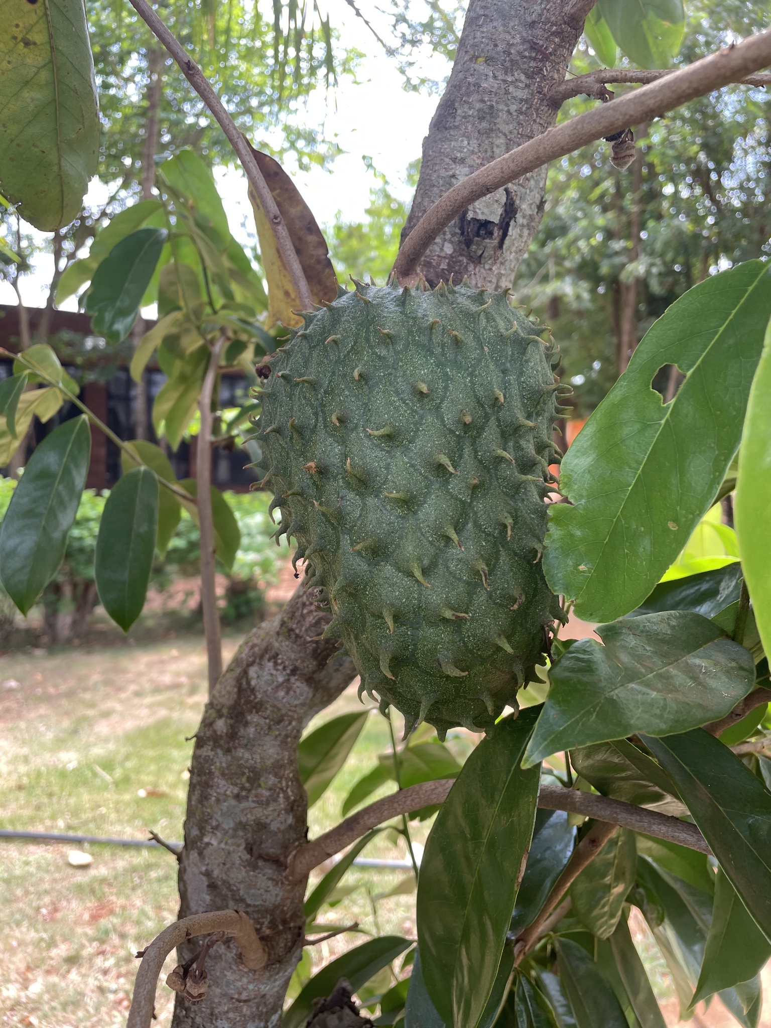 Annona muricata