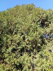 Juniperus flaccida flaccida