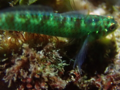 Green Bubble Goby photo 4