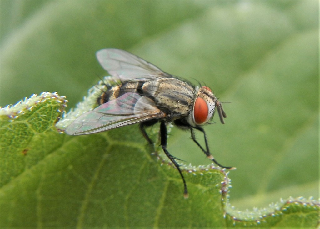 Distichona