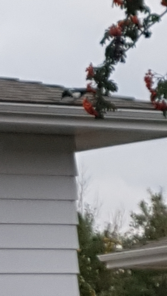 Blackbilled Magpie from 101 Street & 103A Avenue, Edmonton, AB T5J 0G7, Canada on September 30 Blackbilled Magpie from 101 Street & 103A Avenue, Edmonton, AB T5J 0G7, Canada on September 30