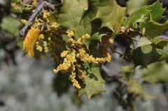 Quercus palmeri