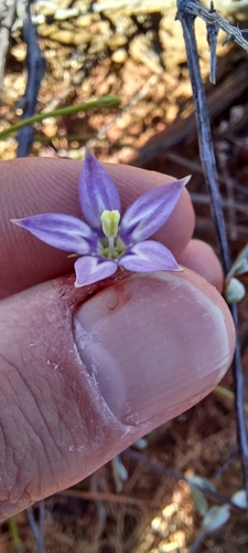 Kericodon crispus (Kericodon crispus)