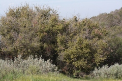 Quercus palmeri