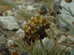 Myosotis macrantha
