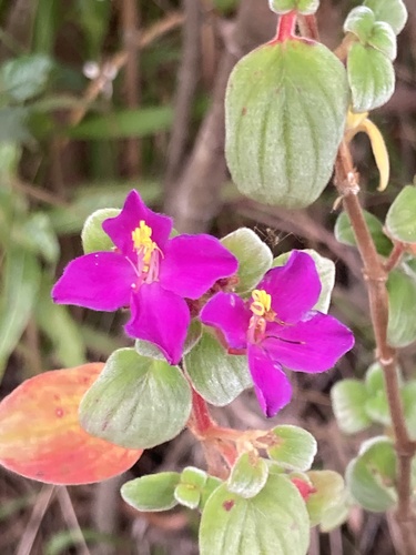 Monochaetum bonplandii, photograph 3