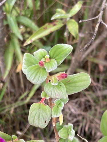 Monochaetum bonplandii, photograph 4