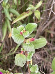 Monochaetum bonplandii, photograph (c) julianazuluaga-carrero, some rights reserved (CC BY-SA)