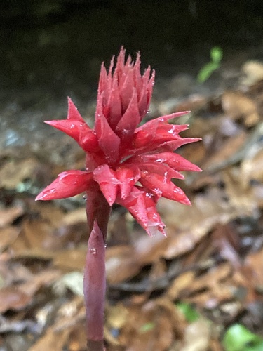 Stenorrhynchos albidomaculatum, photograph 6