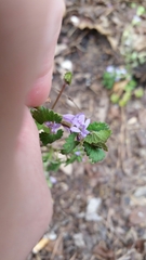 Glechoma hederacea