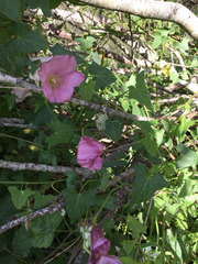 Calystegia purpurata