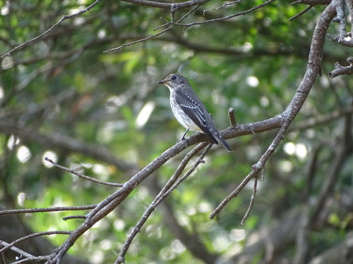 Grey-streaked Flycatcher (Muscicapa griseisticta), photo 9